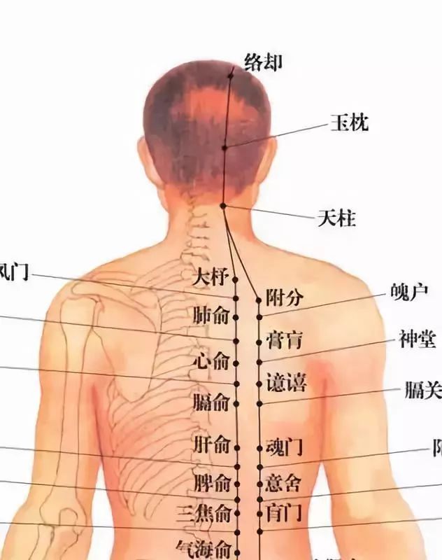 因此咳嗽就治疗肺俞,胃痛就按摩胃俞,心血管有病就检查厥阴俞.