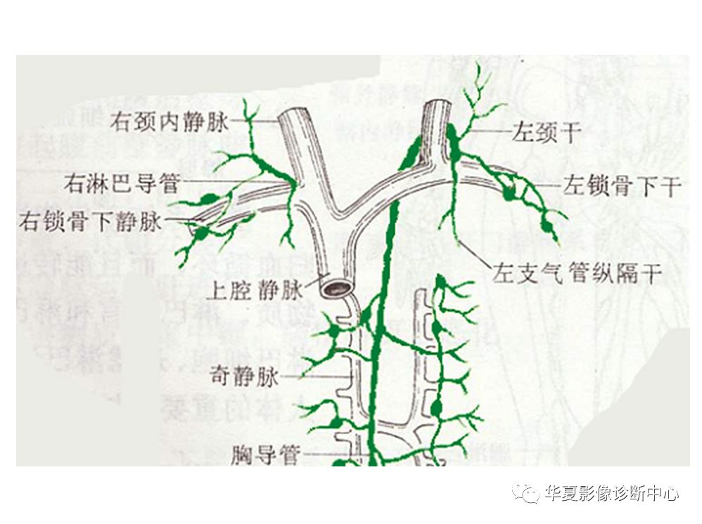 全身淋巴系统的精细解剖