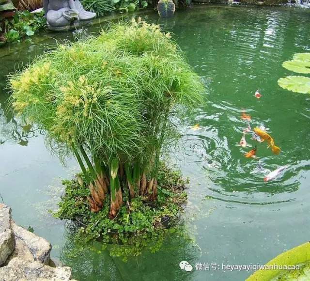 能防止泥内源性污染物,避免泥土流失,而且水生植物的根系,为微生物的