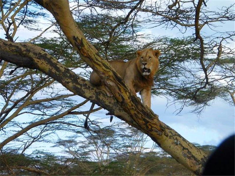 但并不是说狮子不会爬树,狮子们偶尔也会到树上休息或者躲避敌人.
