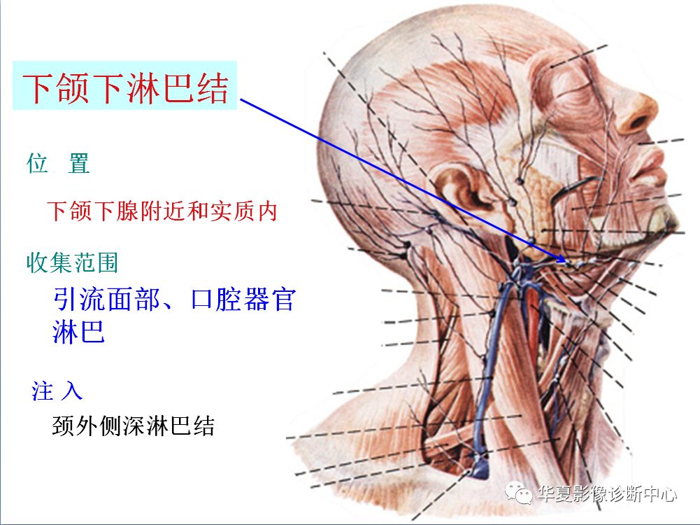 全身淋巴系统的精细解剖