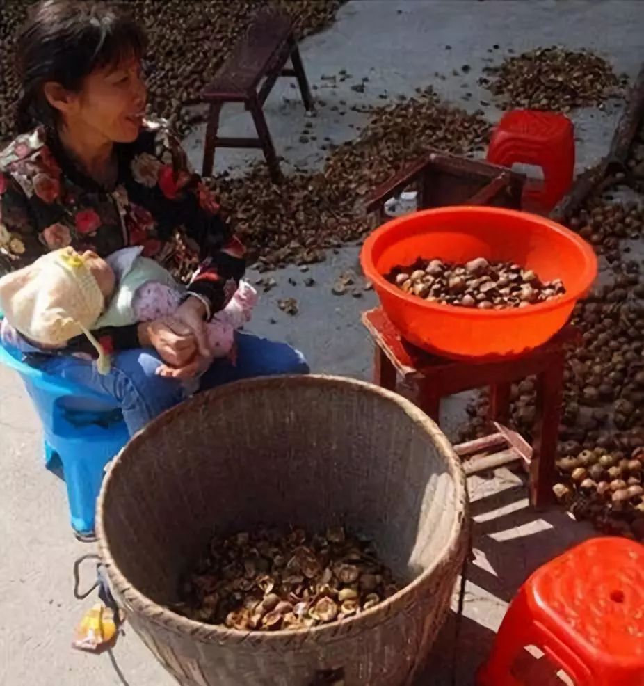 耒阳的油茶籽熟了!准备摘茶籽咯