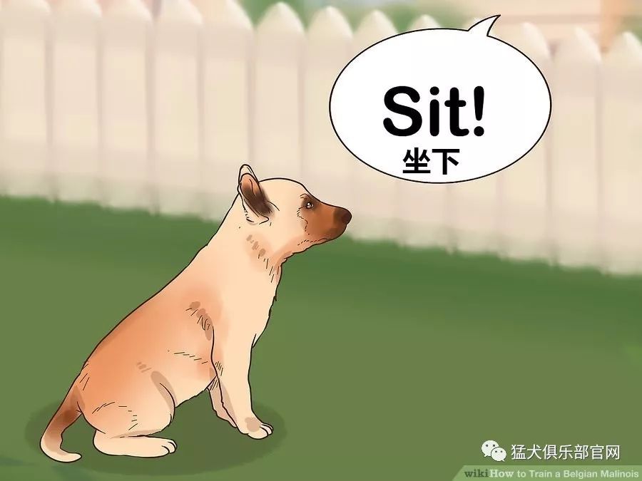 如何训练马里努阿犬_马犬