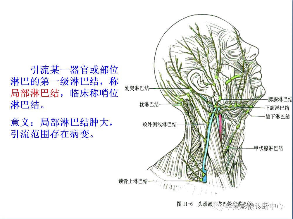 全身淋巴系统的精细解剖