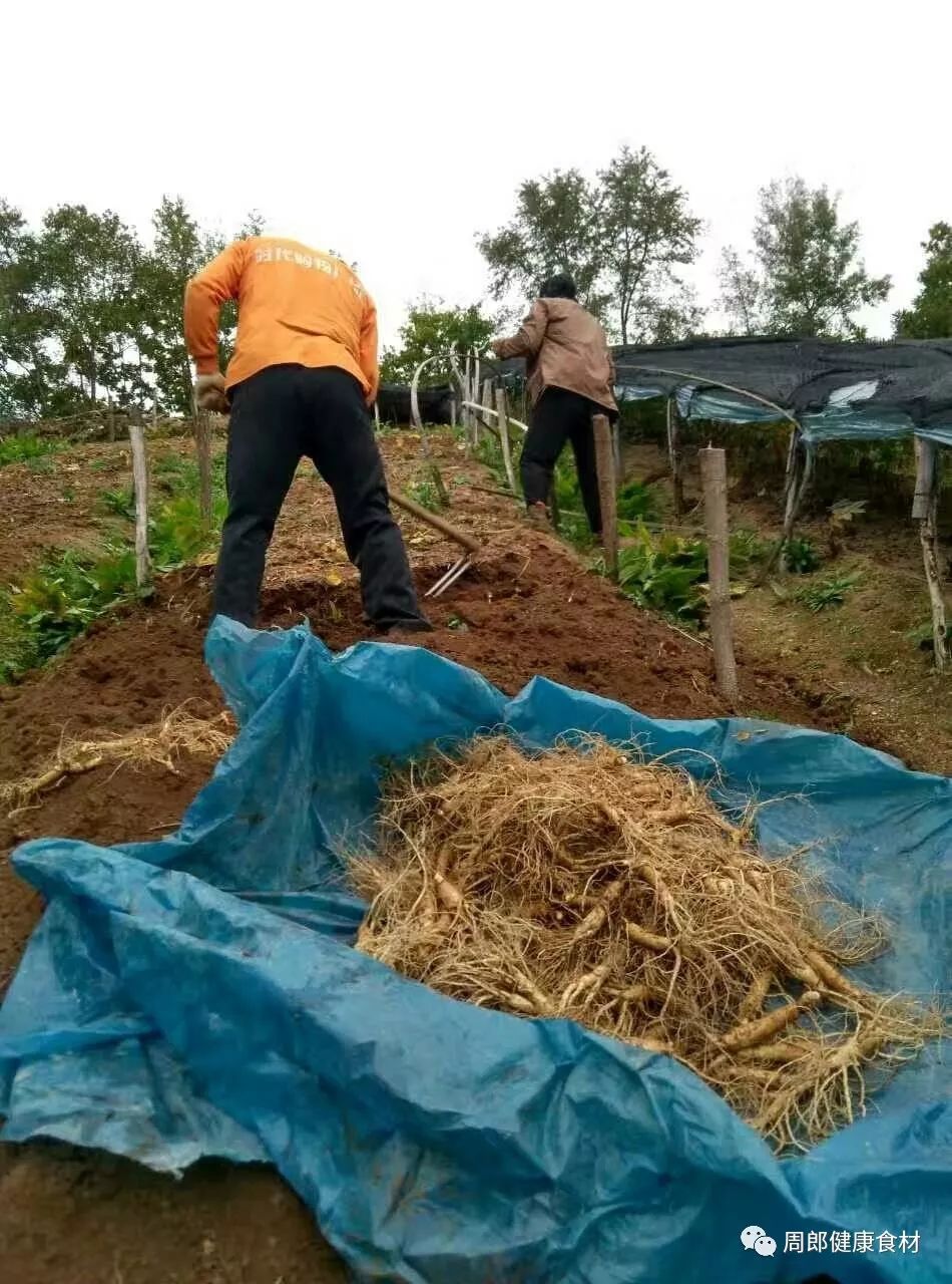 人在旅途 --- 吉林通化人参种植基地