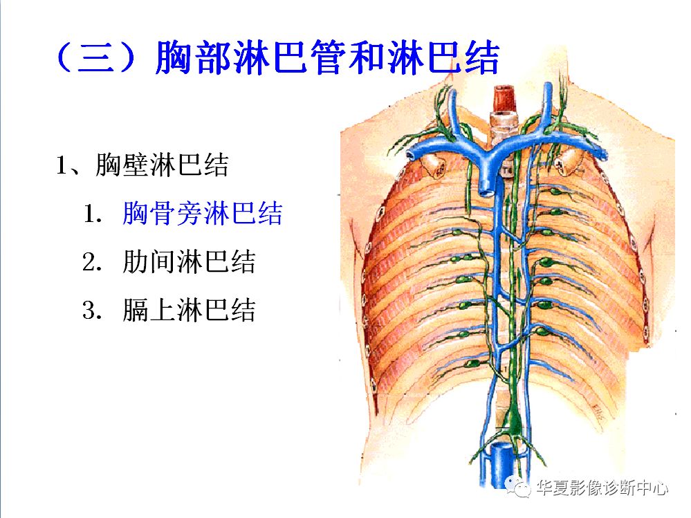 全身淋巴系统的精细解剖