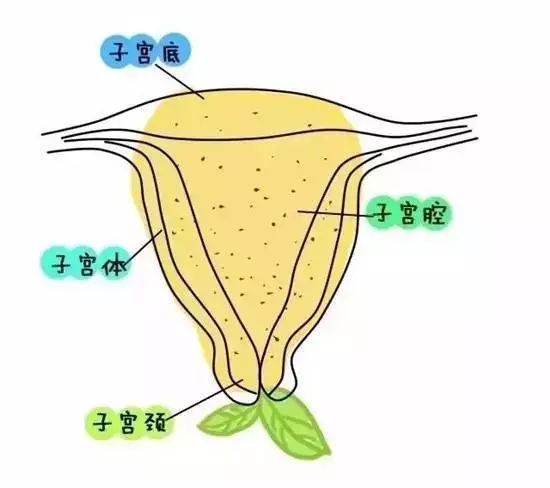 ▼此时的子宫从外观上看就像一只梨,子宫腔呈倒置三角形.