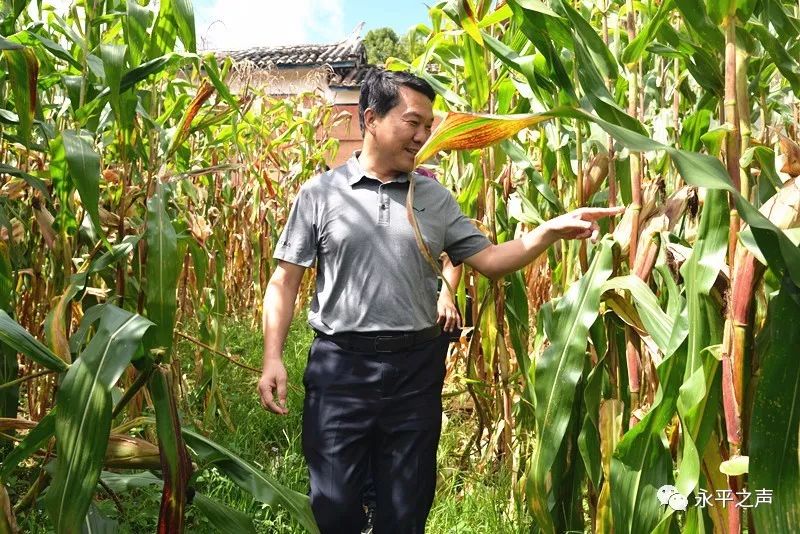 10月4日,一个熟悉的身影穿梭在北斗的乡间小道上,他就是永平县人民