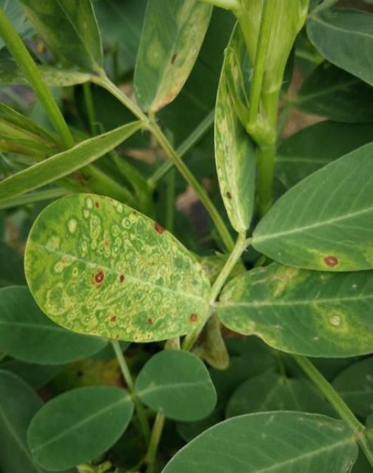 花生黄花叶病毒病在田间传播主要是由蚜虫传播扩散的,防治应该从防