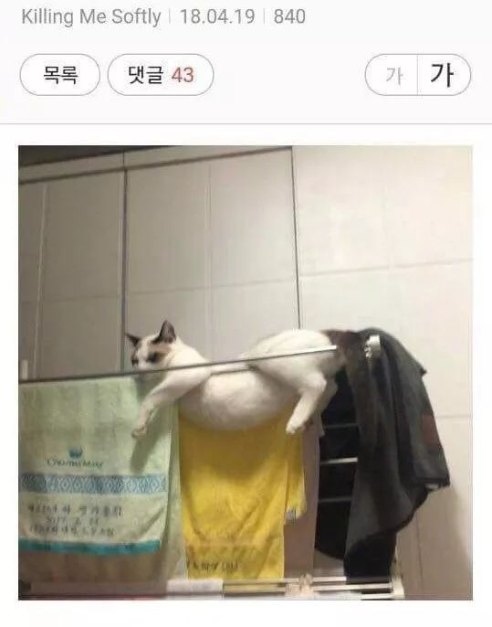 韩国网友:我家喵趴在毛巾架上睡觉的样子特别搞笑,哈哈