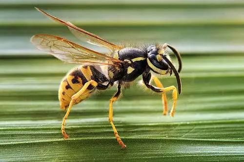 如何区分胡蜂,马蜂和黄蜂?