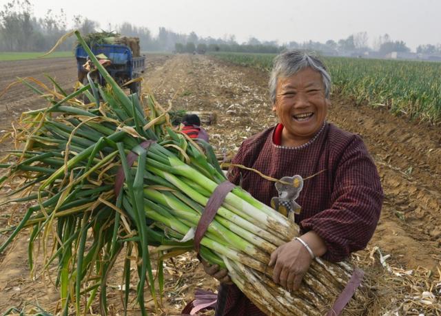 农民种植大葱,葱白短,细,空咋办?10年葱农教你3招