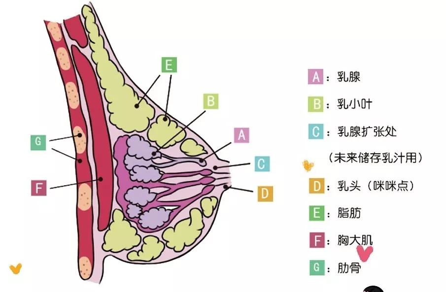 【每日健康】我的乳房是否健康?出现哪些症状需要警觉