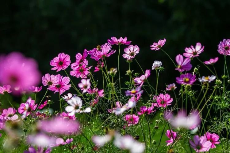 格桑花幸福之花