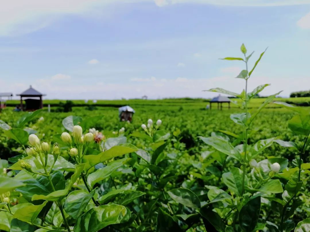 我的寻香记八窨茉莉花茶的自我修养