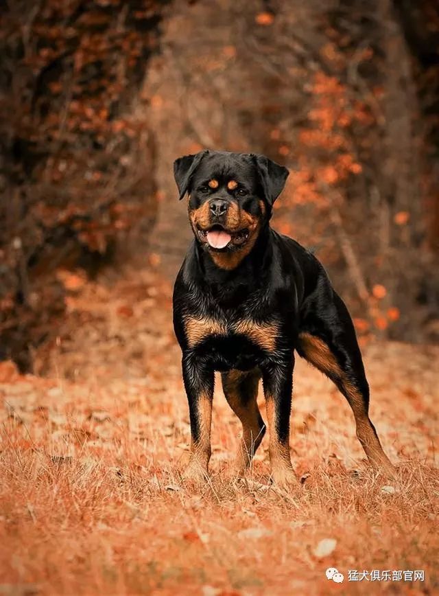 如何选购护卫犬名犬---罗威纳犬?