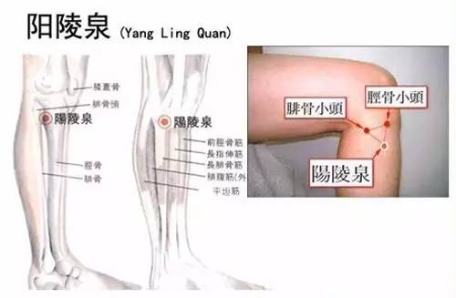 经外奇穴—胆囊穴, 可在"阳陵泉穴"直下1—2寸寻找最痛点.