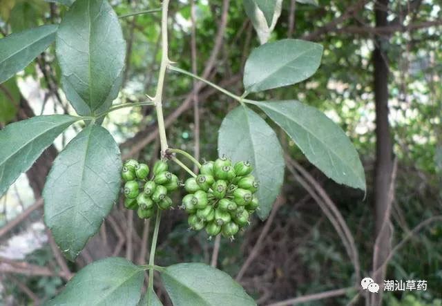 潮汕草药苦刺