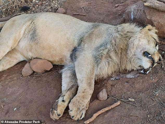 据外媒报道,偷猎者侵入南非勒斯滕堡附近的一座野生动物公园,将一只以