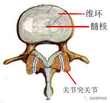 康复职考必背考点016:解剖学—胸椎,腰椎,骶骨,尾骨及