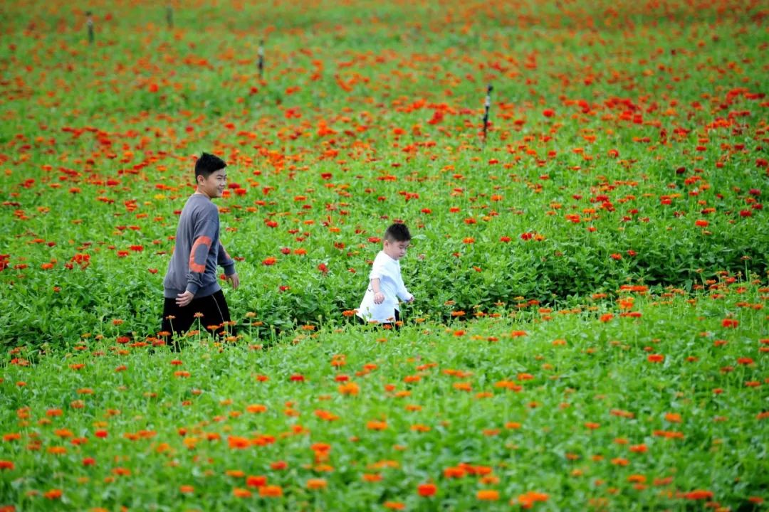 10月5日,位于义乌市义亭镇白塔塘村的布谷鸟农业生态园里,各种应季