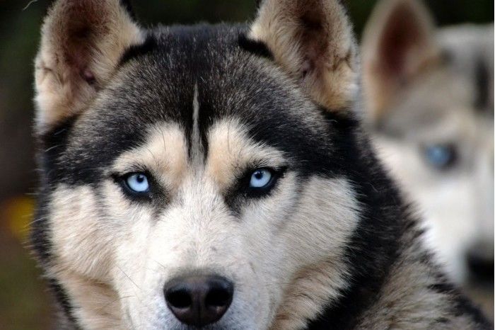 科学家已经发现导致哈士奇眼睛为蓝色的基因