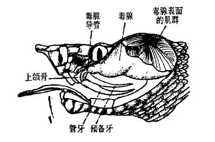 毒蛇有毒牙和毒腺,无毒蛇没有毒牙和毒腺.