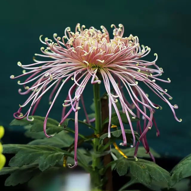 歌浓如酒,人淡如菊