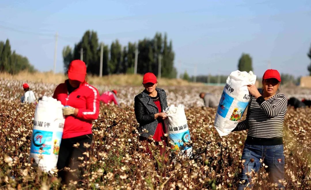 摘苹果拾棉花收鲜枣博州各族干部群众来找你的身影