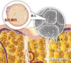 恨死脂肪了让人变胖脂肪真的有这么可憎吗