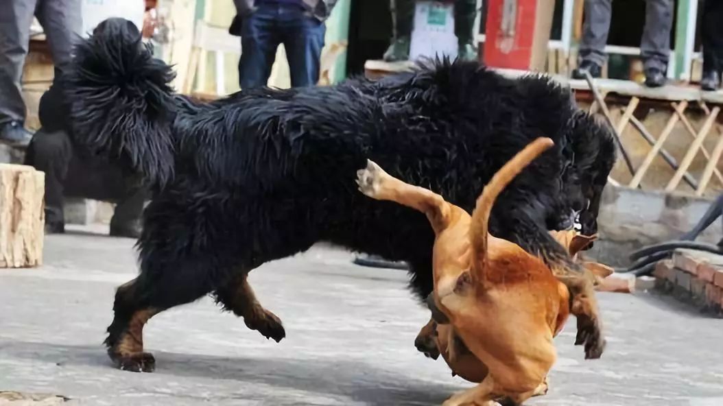 世界猛犬之间的较量—中华神犬藏獒大战美国猛犬比特犬