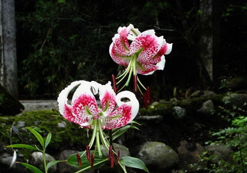 盆栽佳品,花语独立—鬼百合的栽培技术