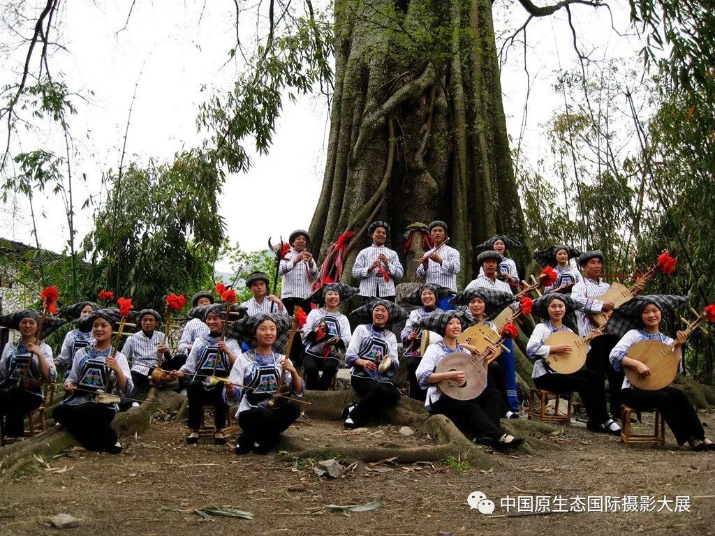 布依族同胞在古榕树下八音座唱.墙忠元 摄