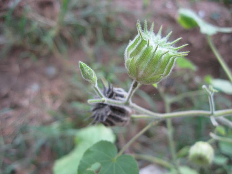 农村随处可见的茼麻作用和功效想不到这种野生植物用途还不小