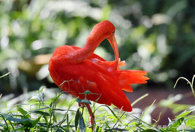 是栖息在南美洲热带及特立尼达的一种红色鹭鸟.