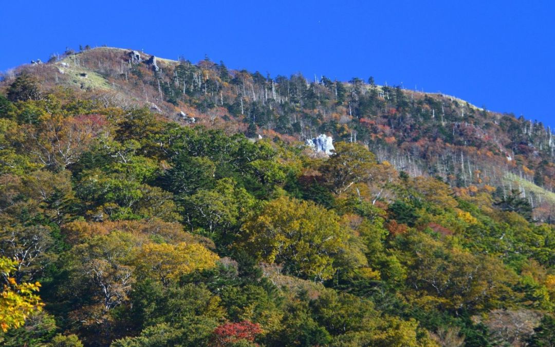 日本三大秘境之一祖谷, 带有传奇色彩的小众旅