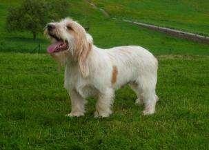 贝吉格里芬凡丁犬是一种嗅觉猎犬,别名:小旺代短腿长卷毛猎犬,培养