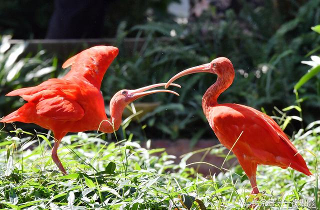 1/ 12 美洲红鹮(学名:eudocimus ruber,英文名:scarlet ibis)是鹮科