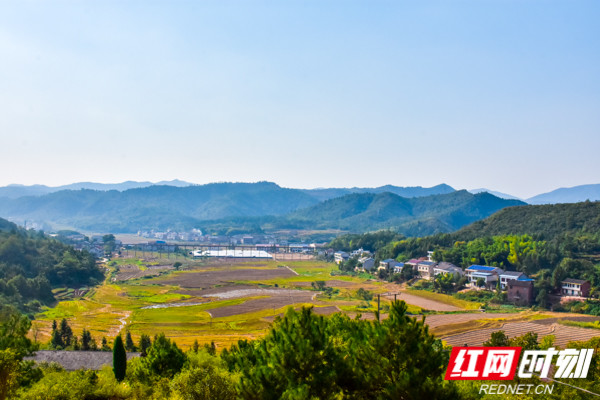 衡阳县岣嵝乡:守住生态底线 让满山油茶林结出"致富果"