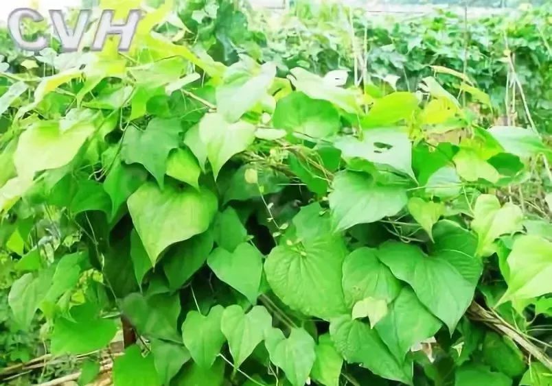 原来萆薢的品种有很多,在有的地方叫做"蛇头草",有的地方叫做"粉萆薢