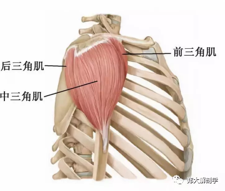 止点:肱骨的三角肌粗隆