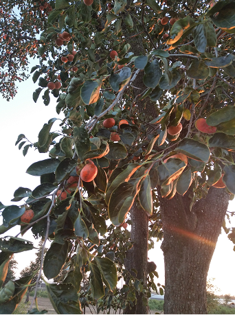 柿饼太涩怎么办