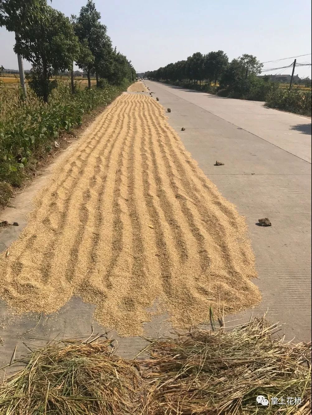 龙莲路花郑段成"晒谷场",严重影响道路交通安全!