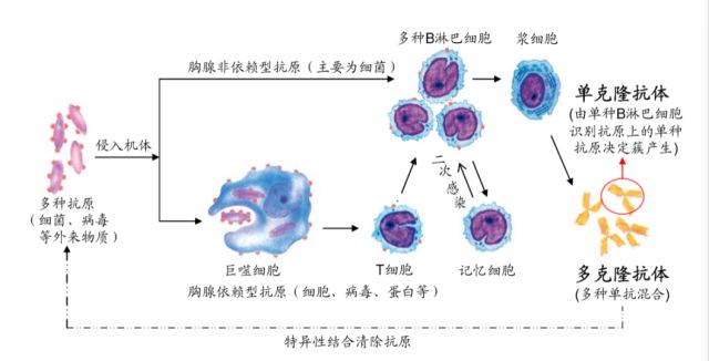 针对不同的位点会特异性的产生针对该位点的抗体来结合抗原,由此产生