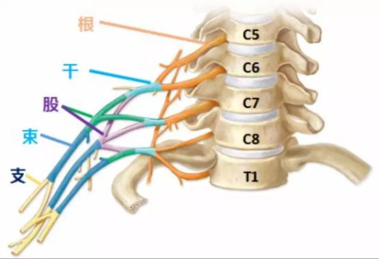 臂丛神经纷繁复杂,易记口诀:五根合三干,三干分六股,六股下汇成三束