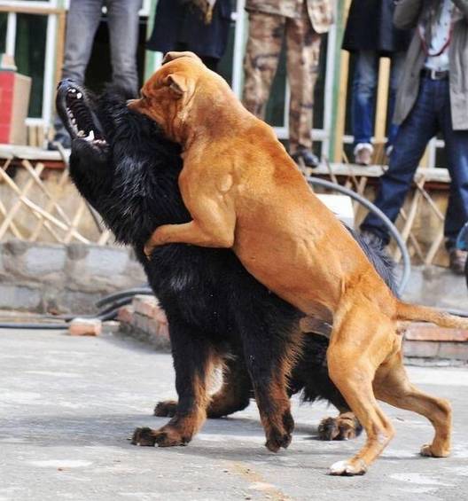 世界猛犬之间的较量—中华神犬藏獒大战美国猛犬比特犬