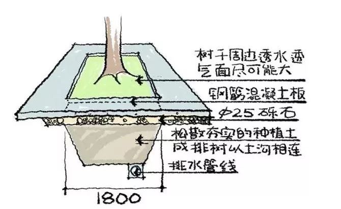 树干周围土地,避免在施工过程中夯实,上方如果有广场,则设计为没有重