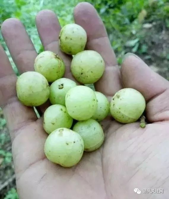 德庆山上这种野果正大量成熟被称为圣果多种美味吃法让你流晒口水