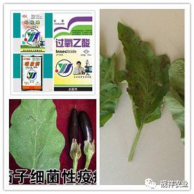 茄子的栽培管理与病虫害防治_砚祥