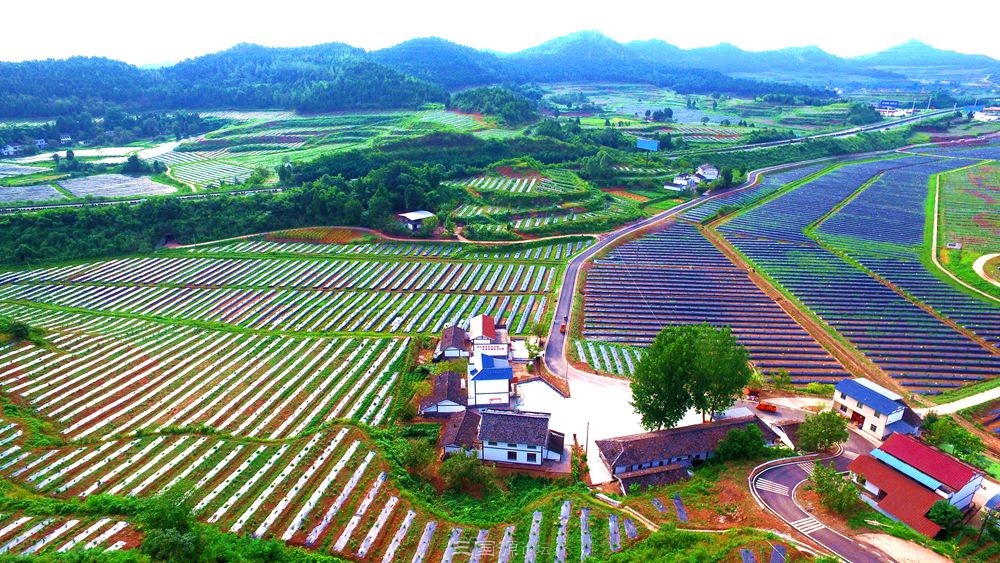 七彩大地,西充全域建设现代农业公园